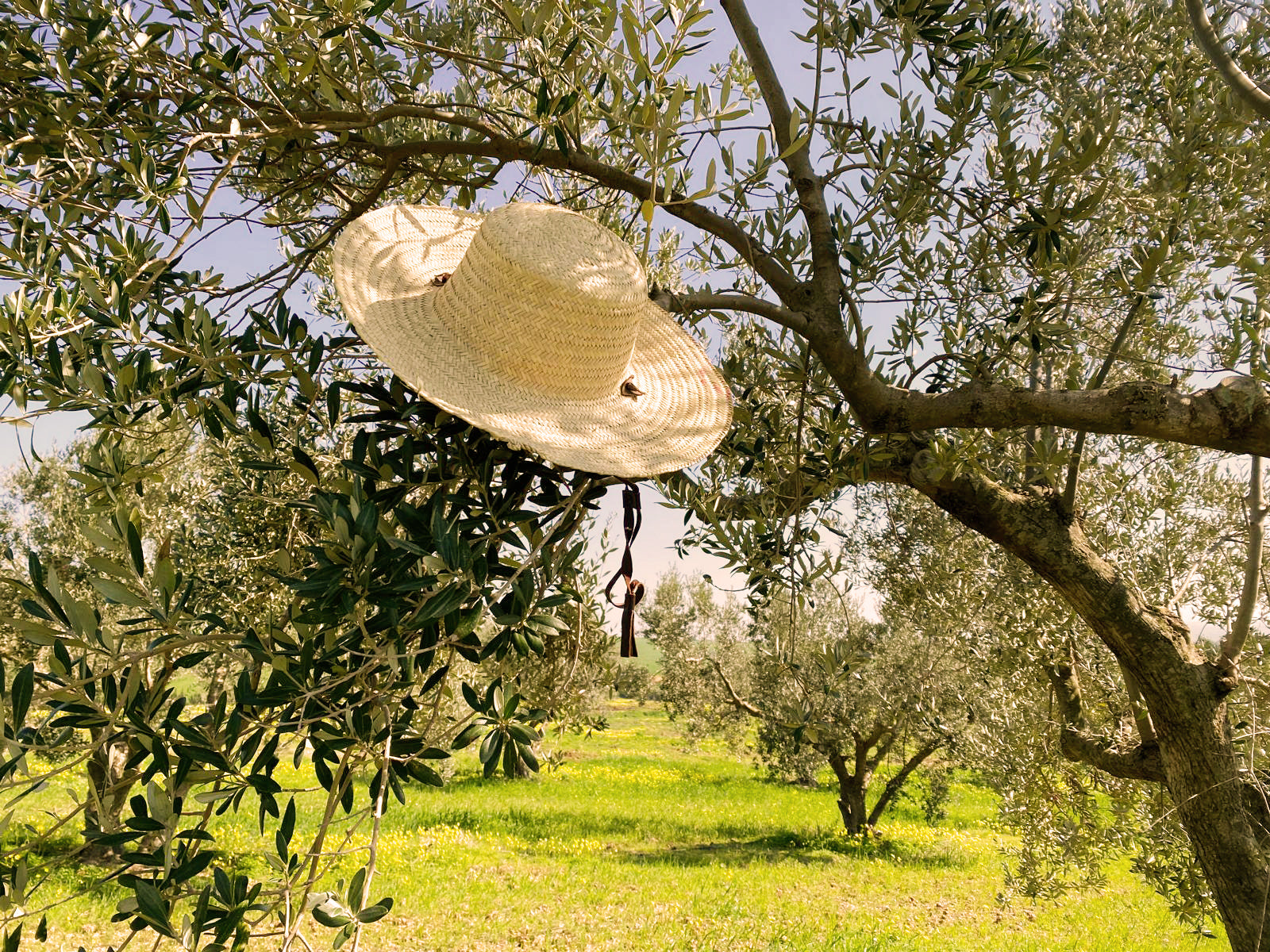 Early Harvest Olive Oil: What It Is and Why It Matters