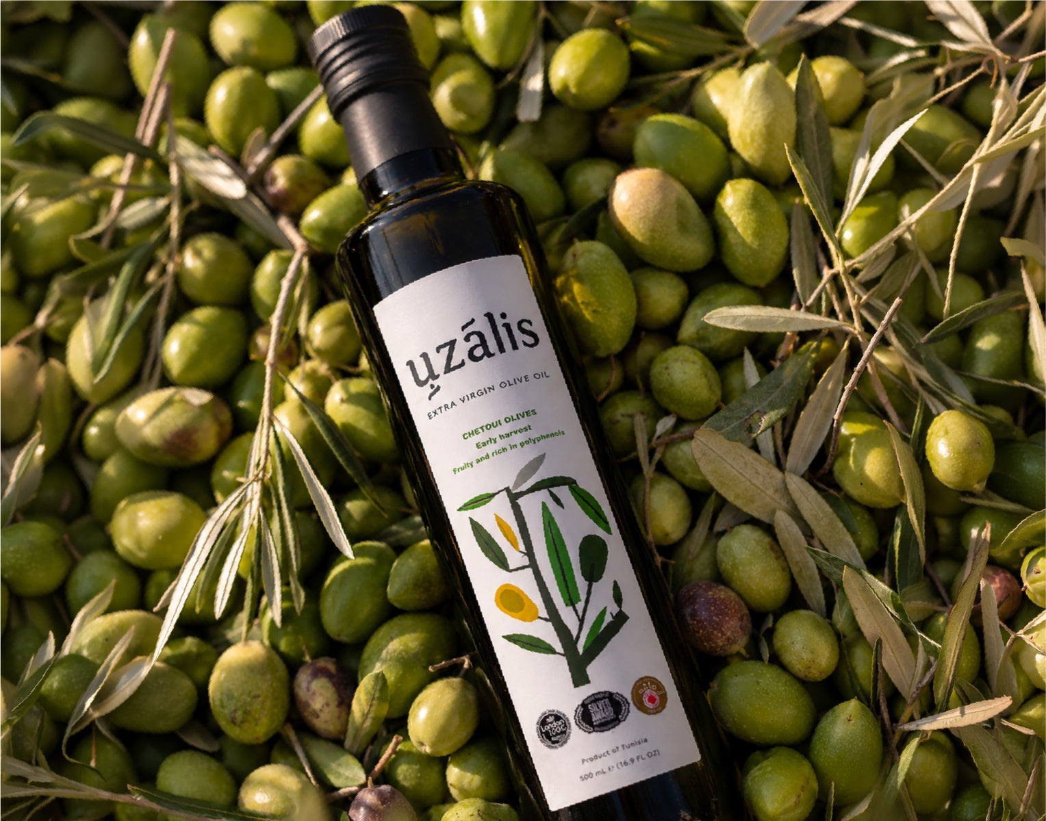 Uzalis extra virgin olive oil surrounded by freshly harvested Chetoui olives in Tunisia