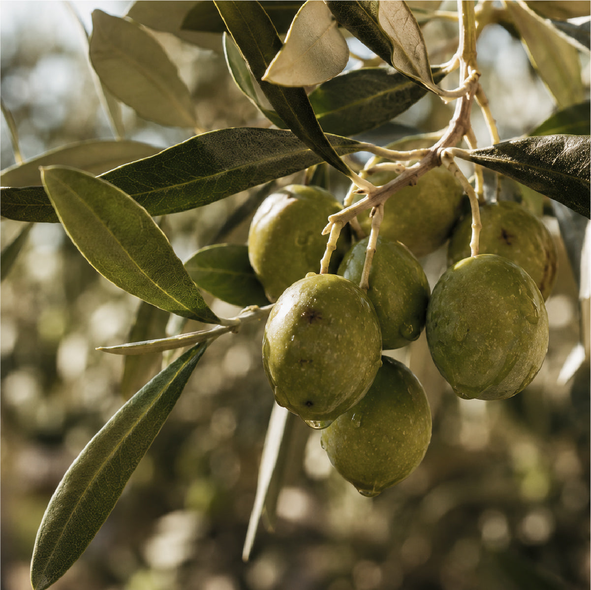 Chetoui olives growing on olive trees in northern Tunisia