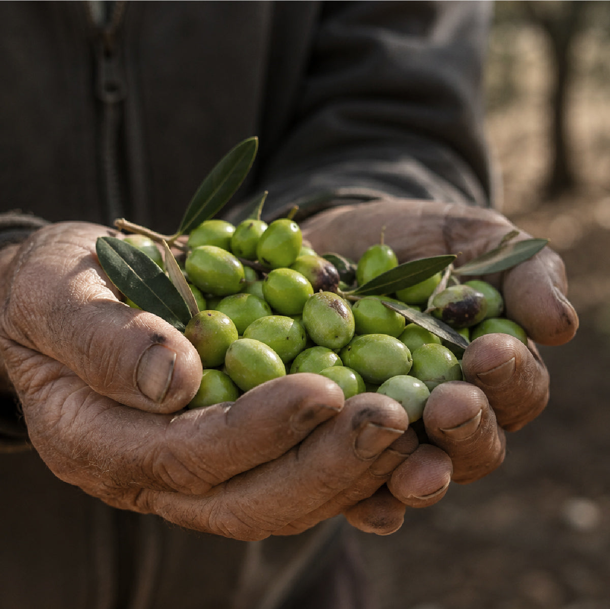 Early harvest olives hand-picked for premium Tunisian extra virgin olive oil