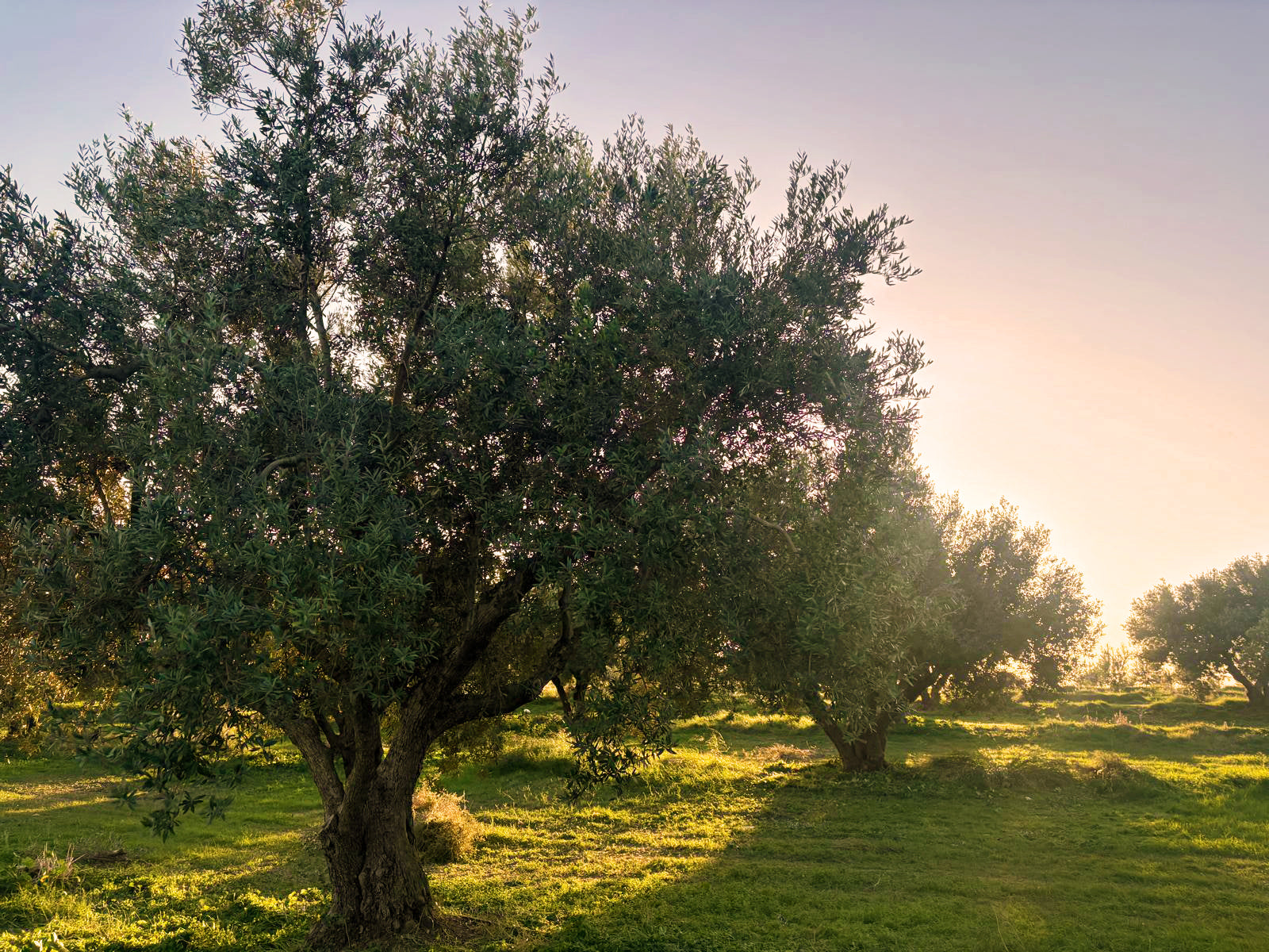 Northern Tunisia, home of the Chetoui olive variety used to produce Uzalis extra virgin olive oil